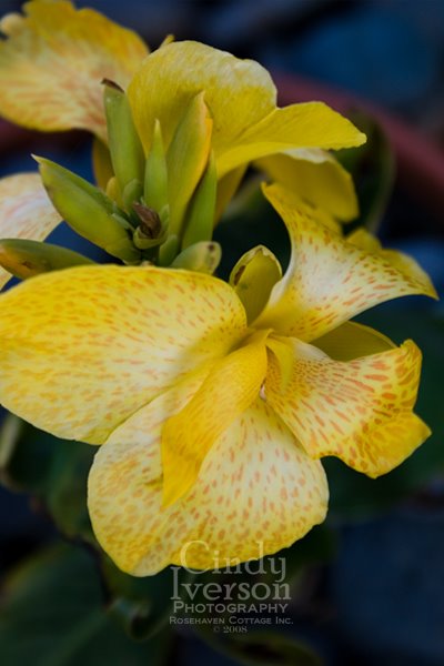 [Yellow+spotted+canna+lily.jpg]
