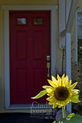 [Sunflower+and+red+door.jpg]