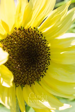[First+sunflower+closeup.jpg]