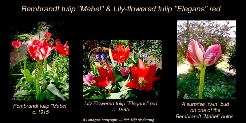 [Rembrandt+tulips+and+Elegans+Nijholt+Strong.jpg]