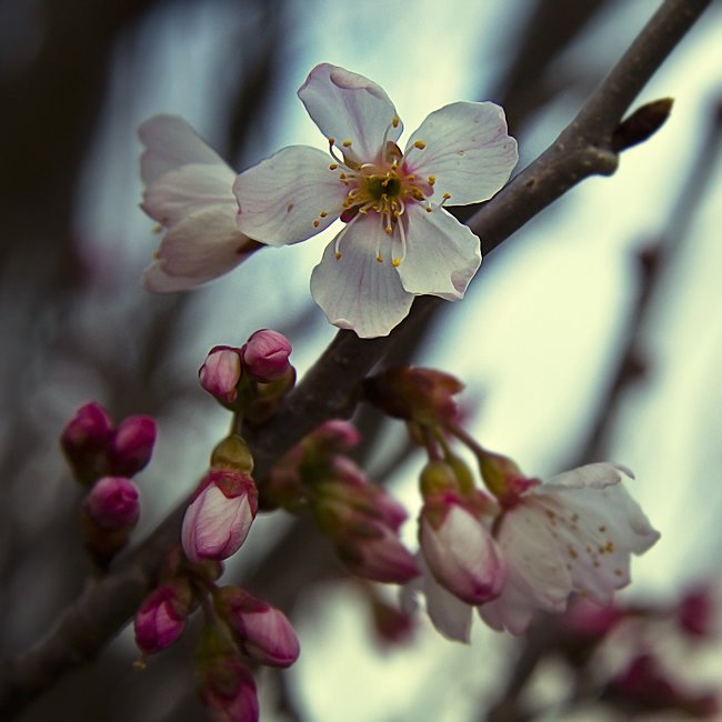 [Cherry_Blossom_by_Jez92.jpg]