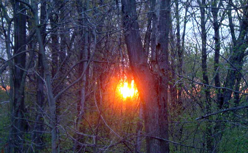 [forest+sunrise+1.jpg]