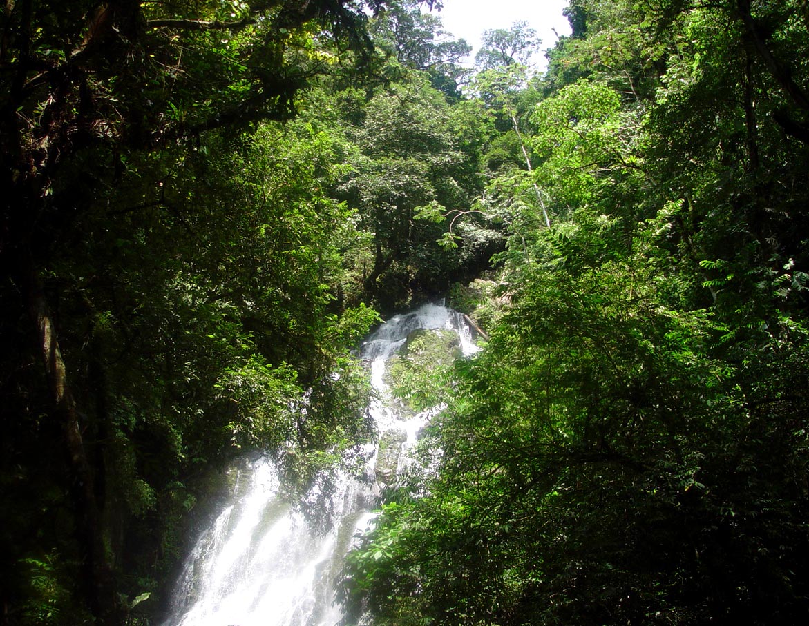 [rainforest+waterfall.jpg]