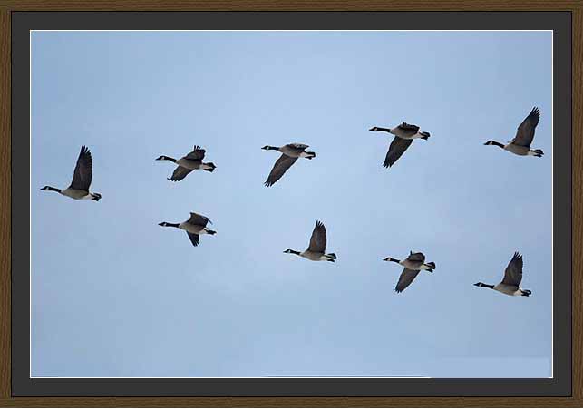 [Geese+in+Flight.jpg]