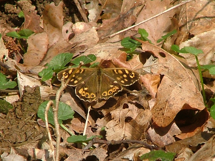 [speckled+wood+butterfly.jpg]