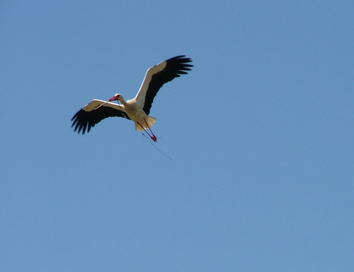 [flying+stork.jpg]