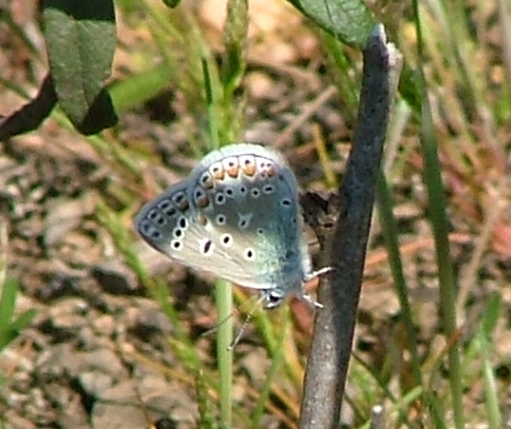 [blue+butterfly.jpg]