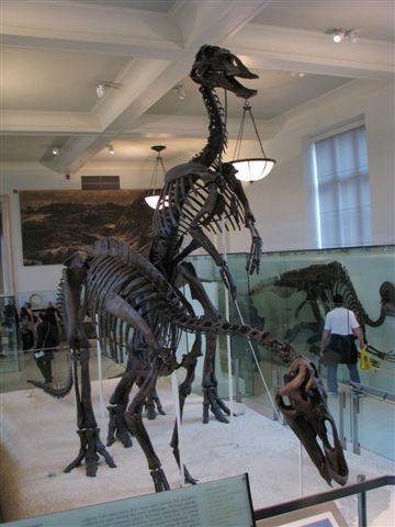 [Anatotitan.jpg]