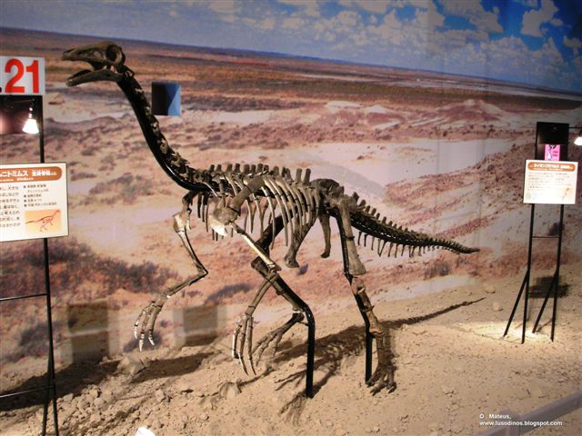 [Archaeornithomimus.jpg]
