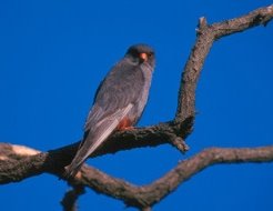 [red-footed-falcon.jpg]