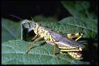 [grasshopper.jpg]