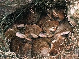 [conejos-durmiendo.jpg]