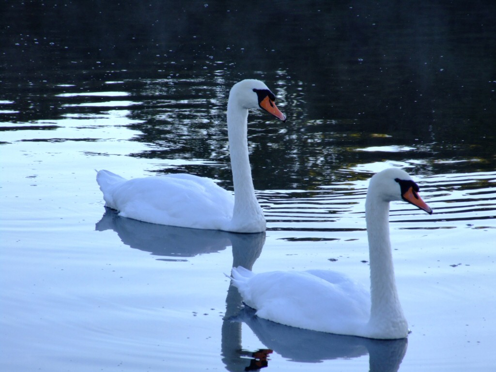 [swans2.jpg]