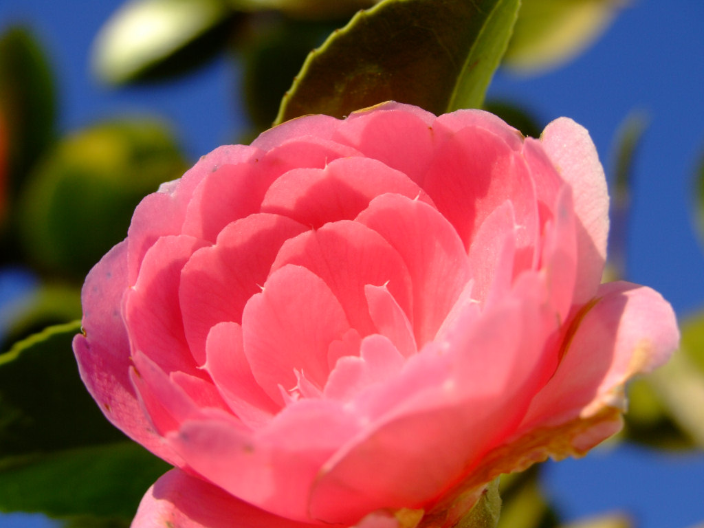 [camellia2.jpg]