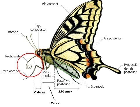 la lengua de las mariposas pdf