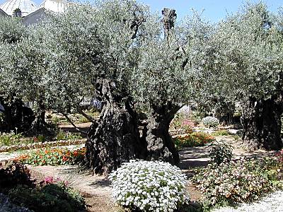 [Gethsemane_olive_tree_tb_n051601.jpg]