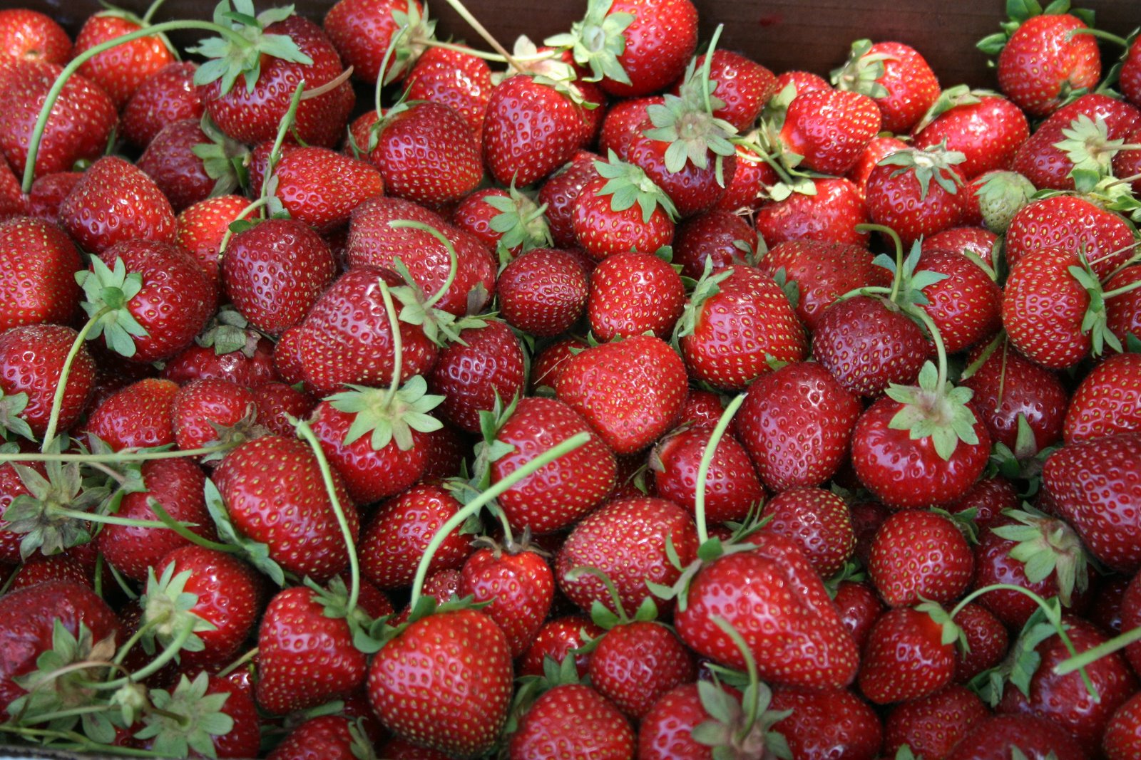 [strawberry+farm+125-1.jpg]