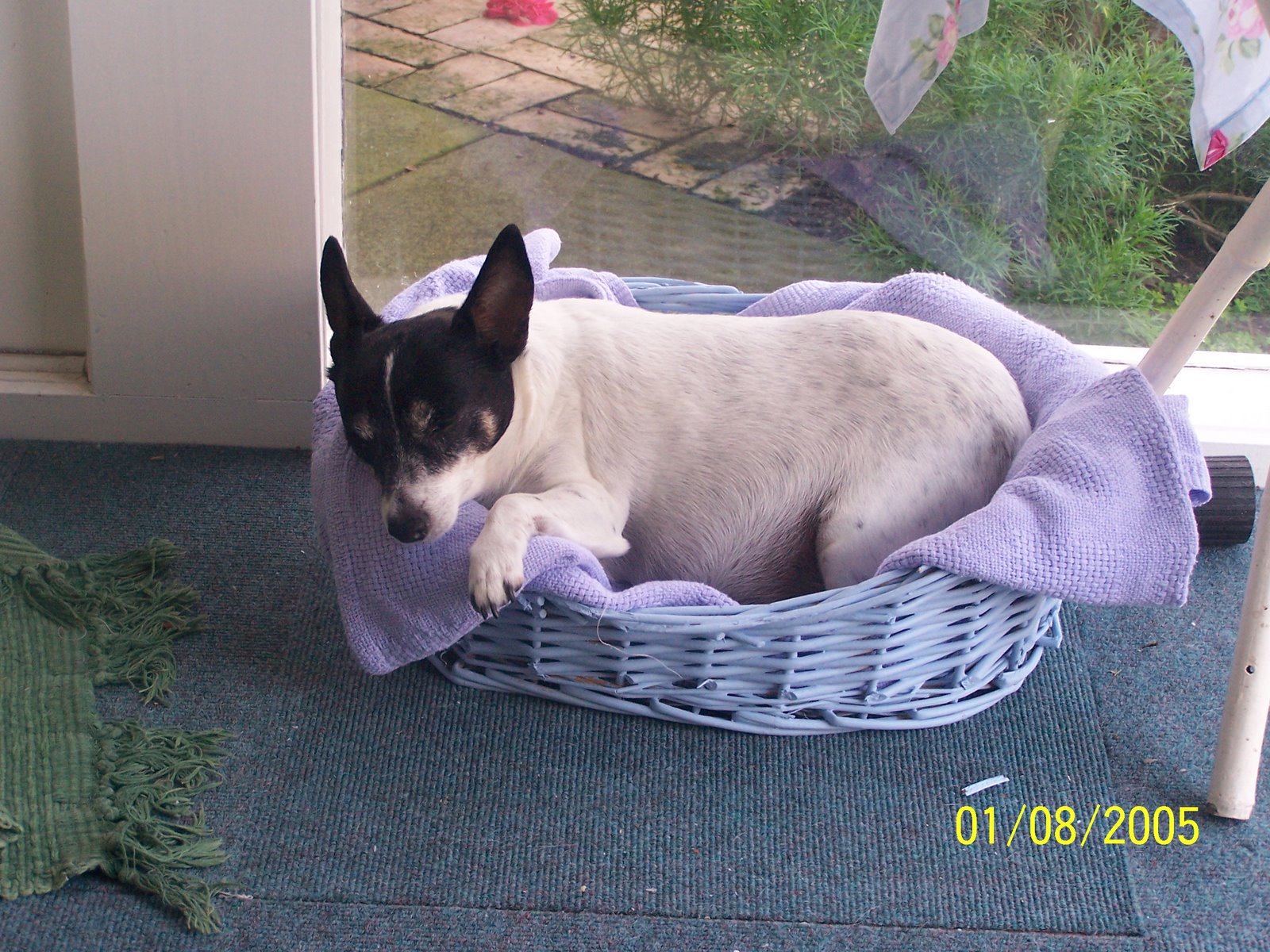 [Trixie+lying+in+her+basket.JPG]