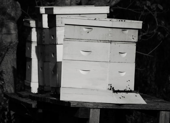 [honeybees2.gif]