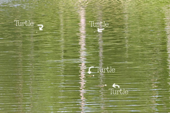 [turtle3.jpg]