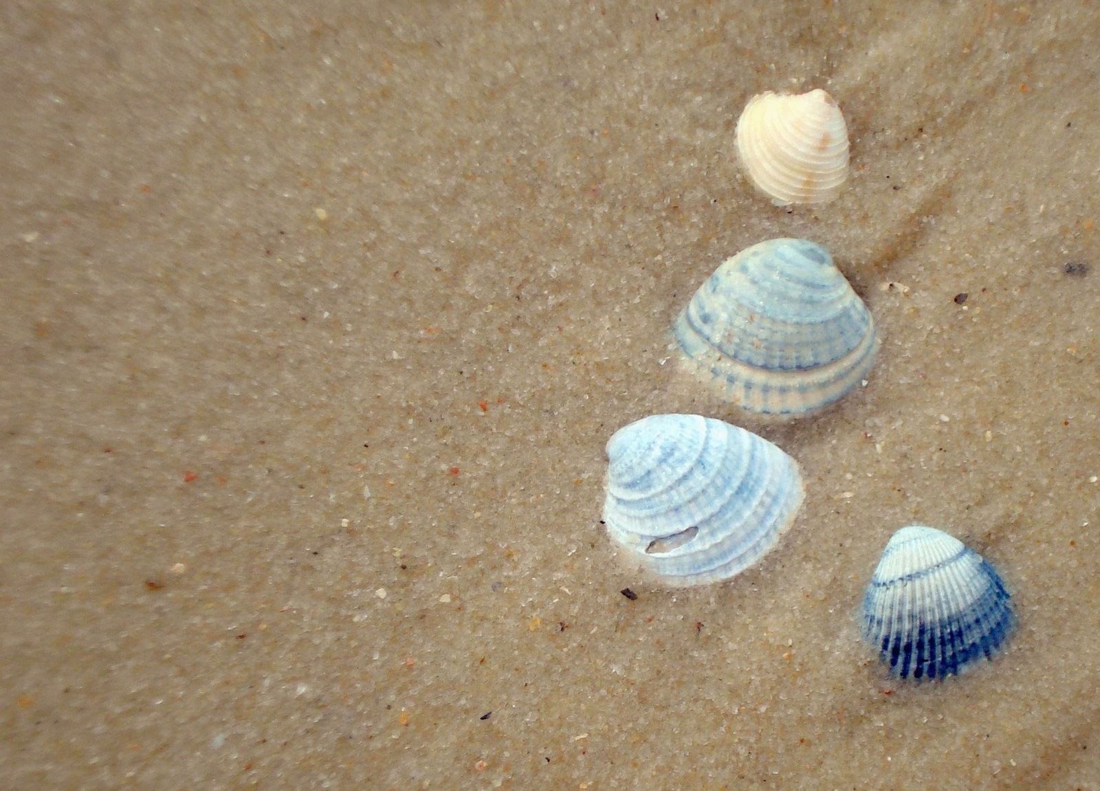 [shells+in+sand.jpg]