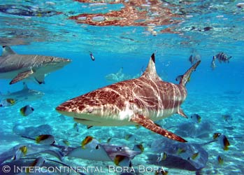 [Intercontinental-Bora-Bora-Thalasso-Sharks.jpg]