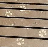 [dogprints.jpg]
