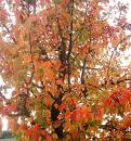 [Fall+leaves.jpg]