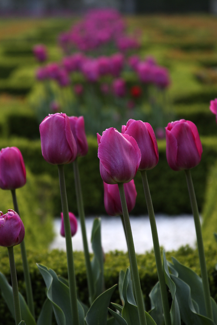 [IMG_1165_Tulips.jpg]