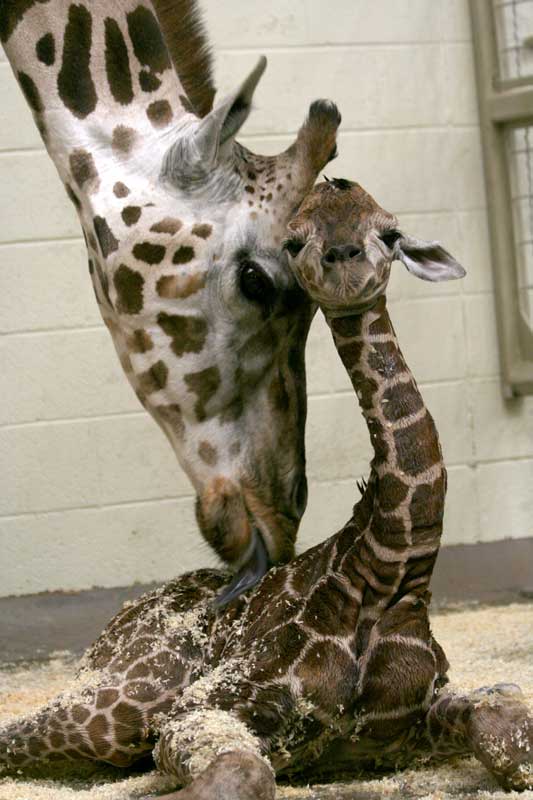 [giraffe.baby.07.jpg]