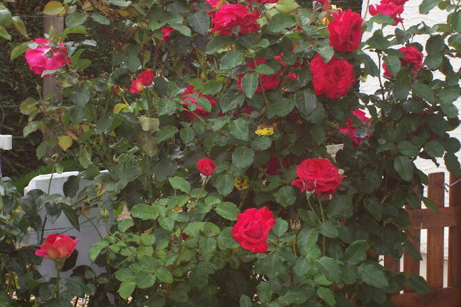 roses du jardin (2007)