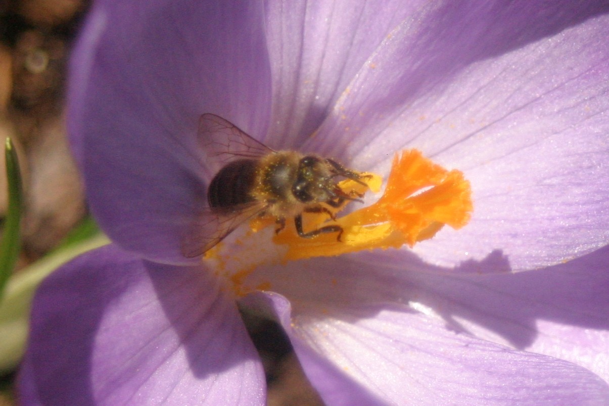 [bee+pollen.jpg]