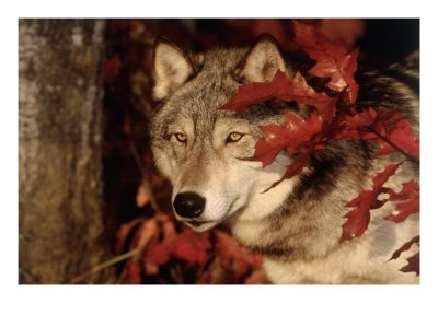 [371120~Gray-Wolf-Peeks-Through-Leaves-Canis-Lupus-Posters[1].jpg]