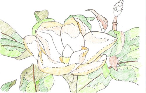 [Magnolia+drawing.jpg]