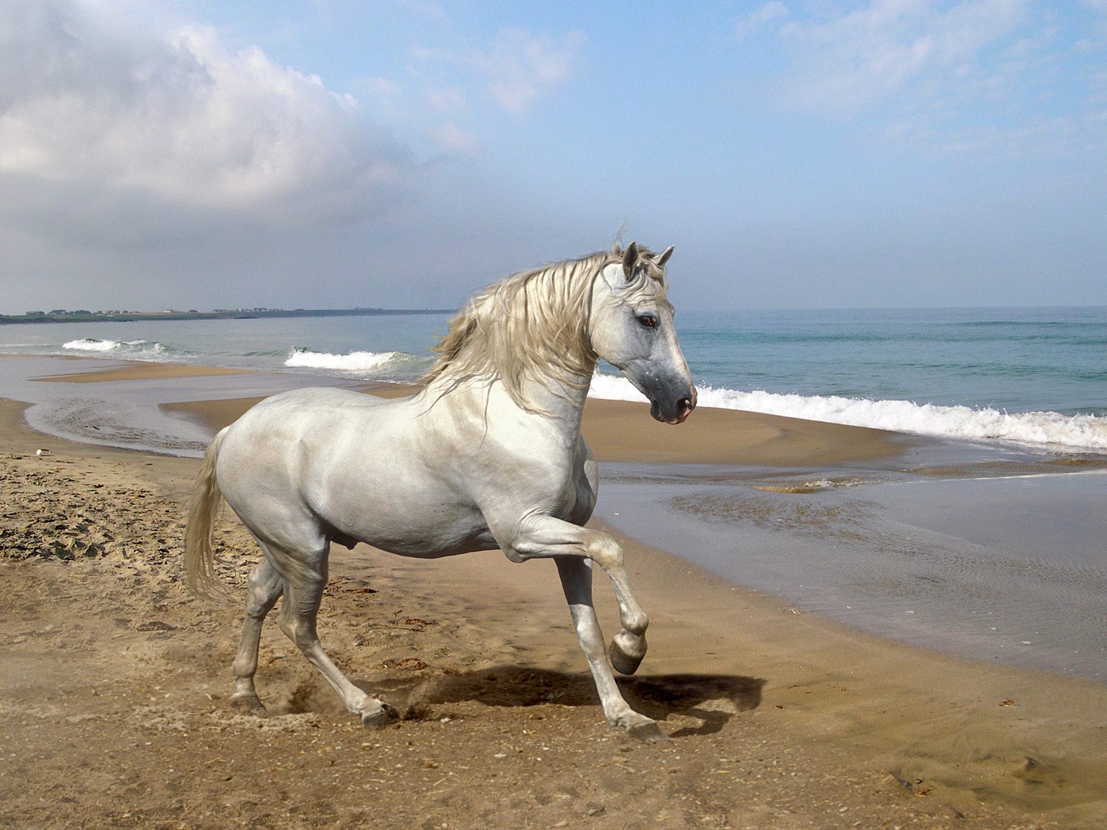 [Grey%20Andalusian%20by%20the%20Sea.jpg]