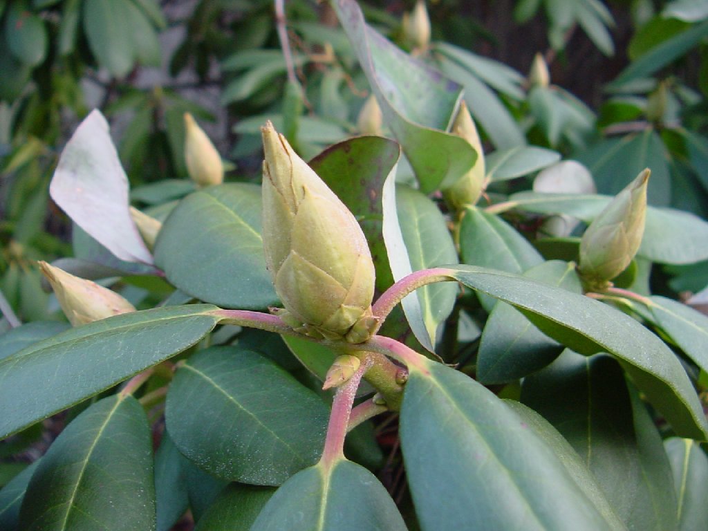 [rhododendron-bud.jpg]