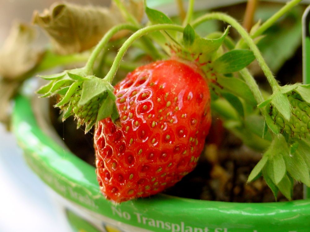 [strawberry-plant.jpg]