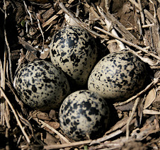 Killdeer Nest in April