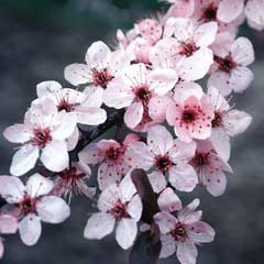 [plumblossoms.jpg]