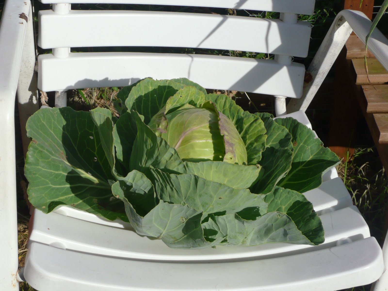 [cabbage+for+a+King..jpg]