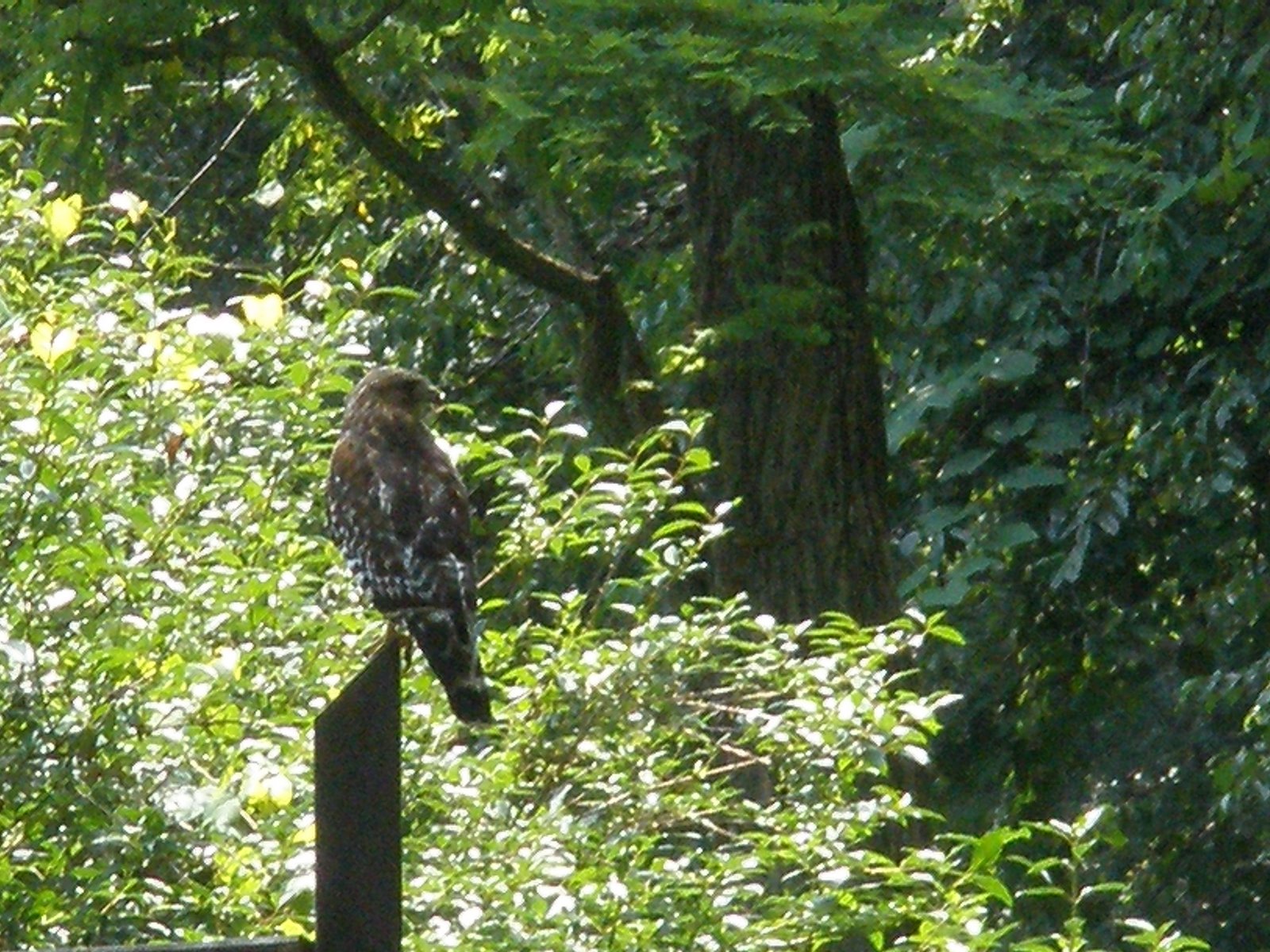 [hawk+at+our+campsite.jpg]