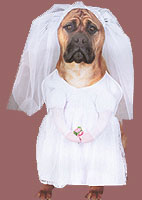 [bride+dog.jpg]