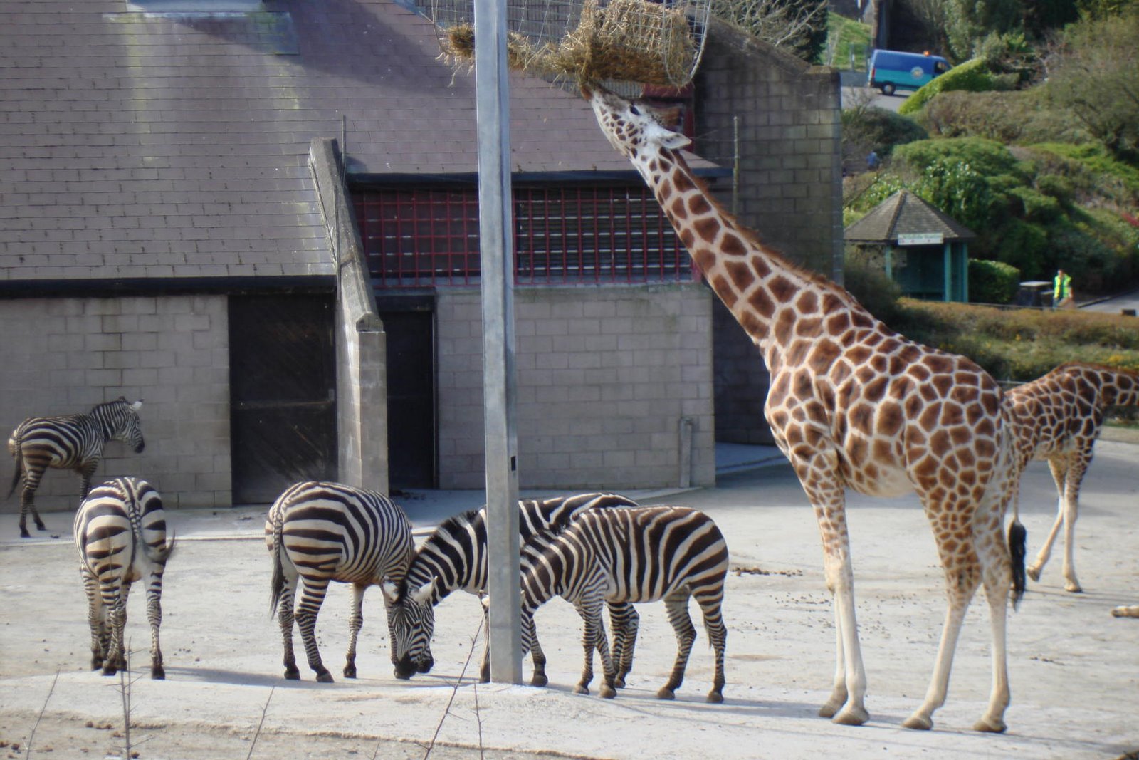 [Giraffe+zebras.JPG]