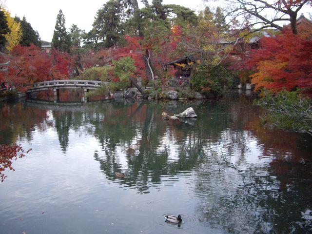 [Kyoto+momiji+-+Eikando+pond.jpg]