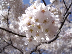 [close+up+cherry+blossom.jpg]