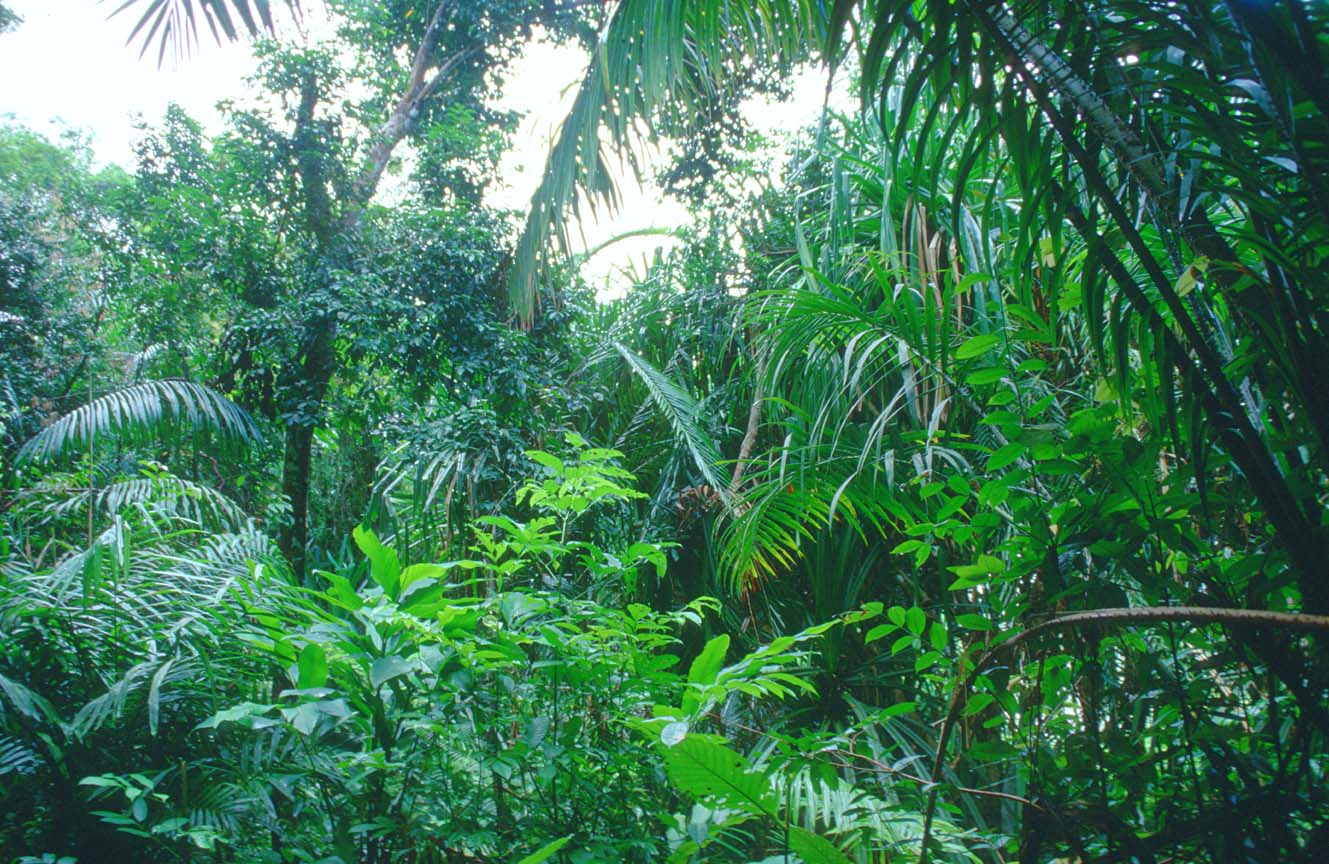 [rainforest2 1_b.jpg]