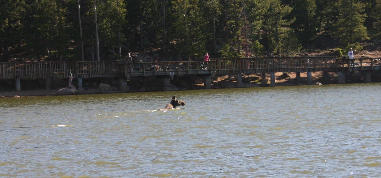 [moose+swimming.jpg]