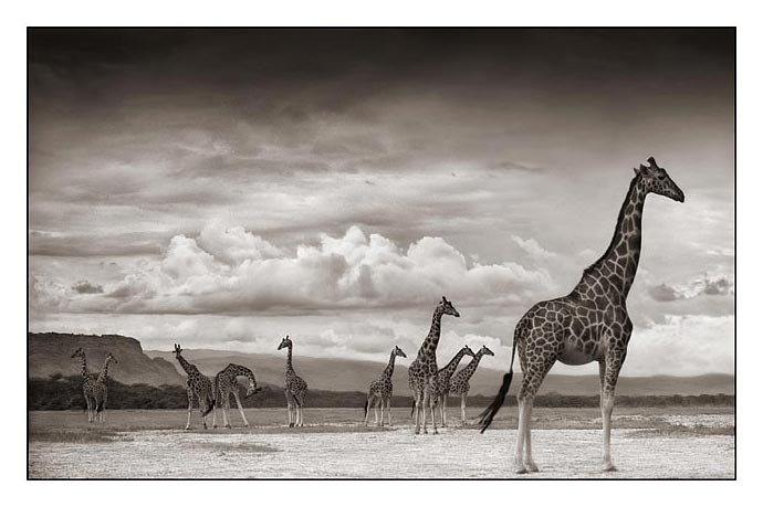 [14_Giraffes-on-Lake-Bed.jpg]
