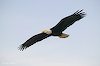 [bald-eagle-in-flight_T5514.jpg]