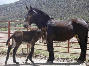 [Kate-with-her-new-foal.jpg]